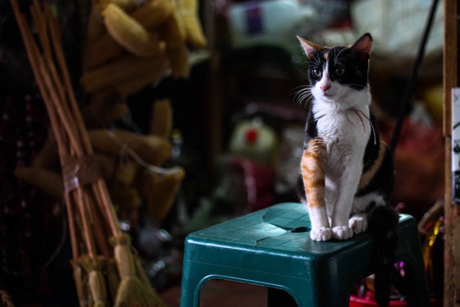 Un gato cuida la mercancía de las ratas que pasean por los oscuros corredores del mercado de Quinta Crespo