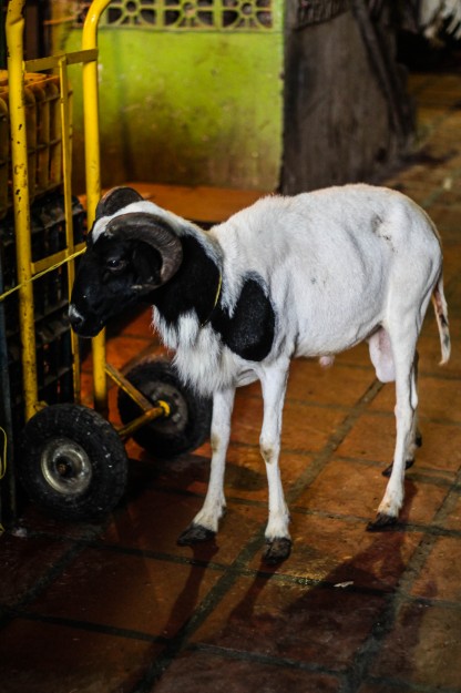 El animal que toca sacrificar depende de la gravedad del problema; pueden gallos, palomas, cabras, etc.