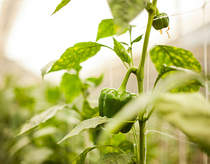 La_Aldeana_Foto_Gastrobrand_1_BIENMESABE