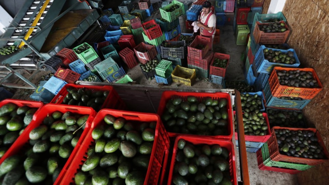 aguacate4