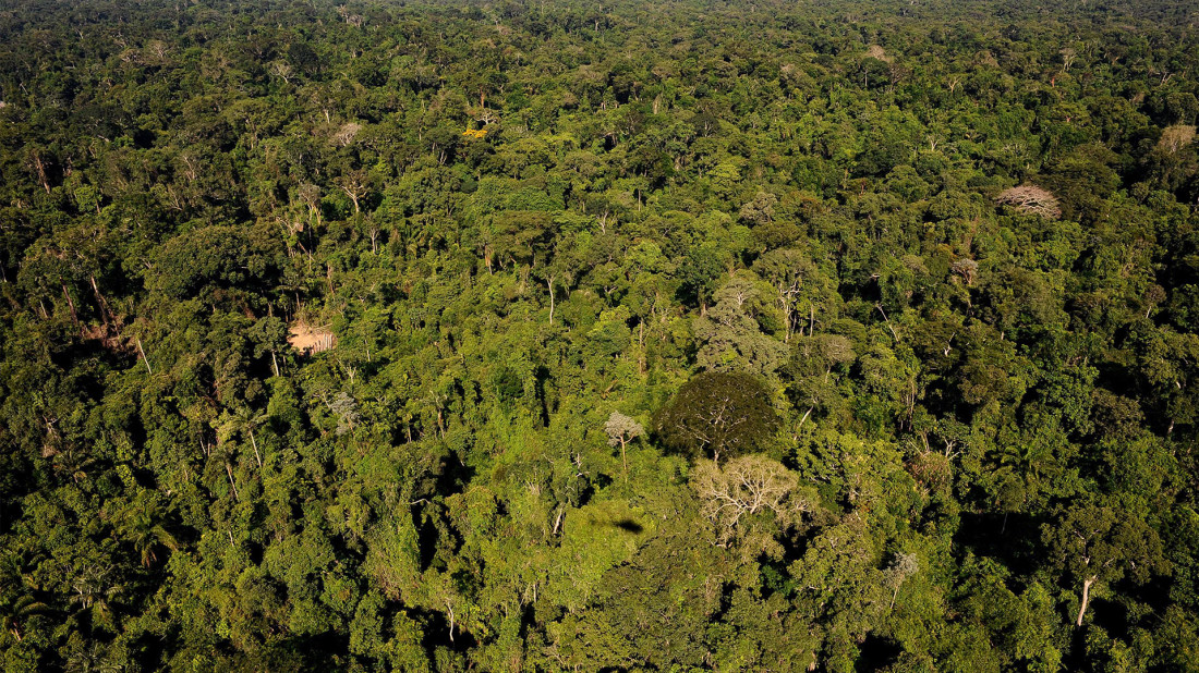 amazonia,-brasil,-afp,-elestimulo