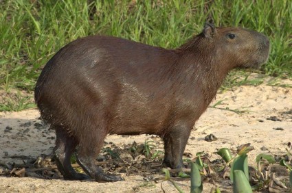 pisillo de chigüire
