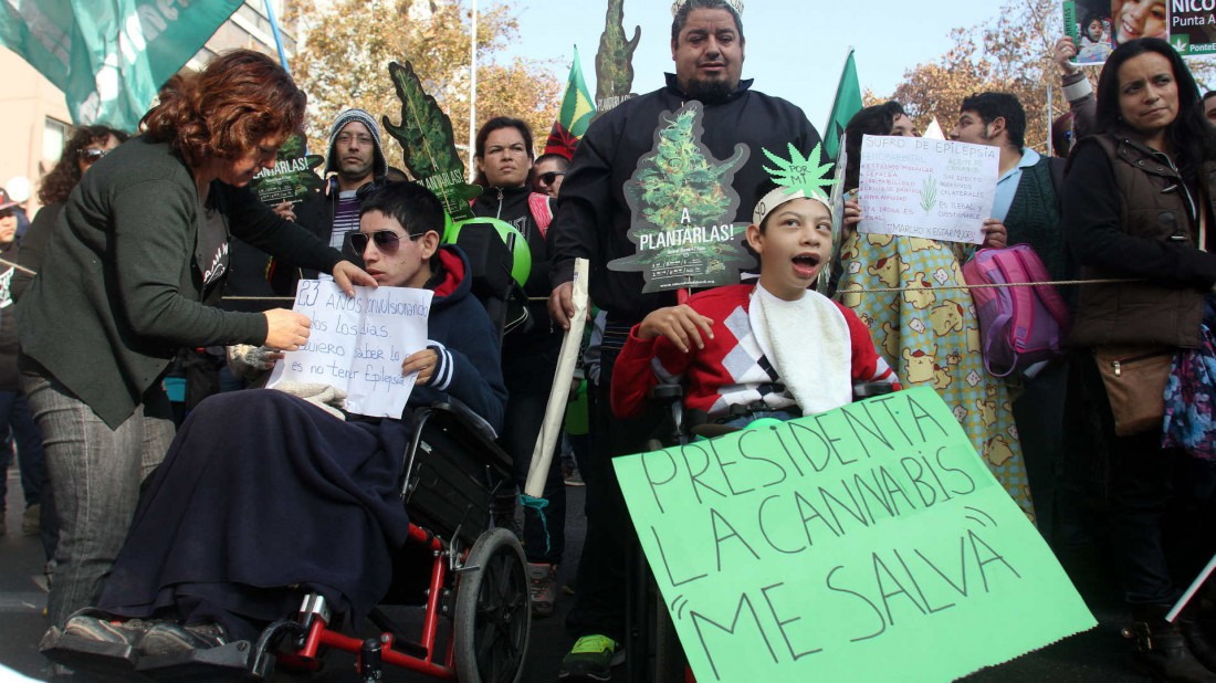 chilemarihuana5