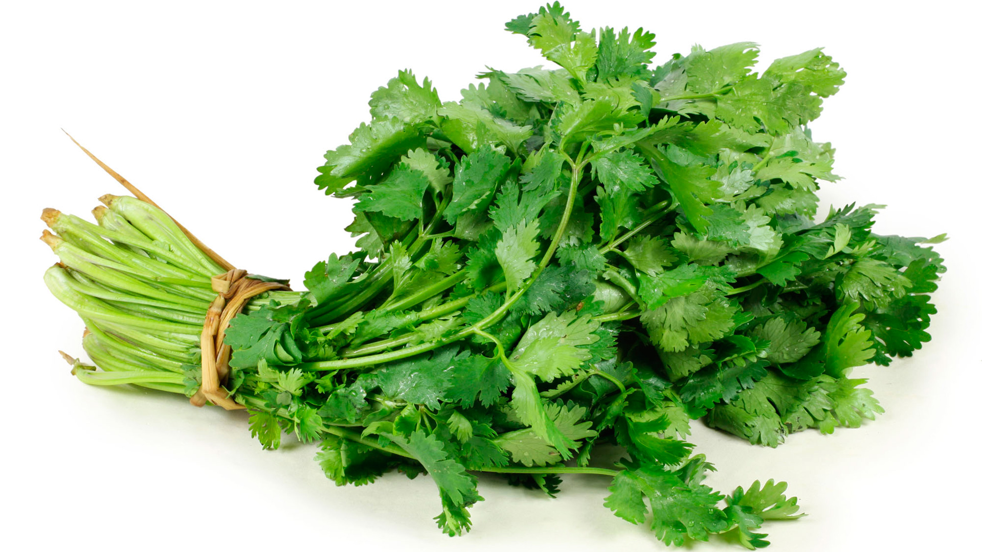 cilantro