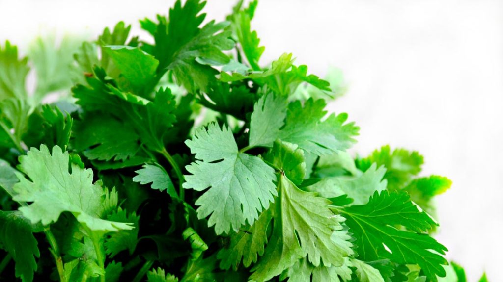 Cilantro vs. perejil