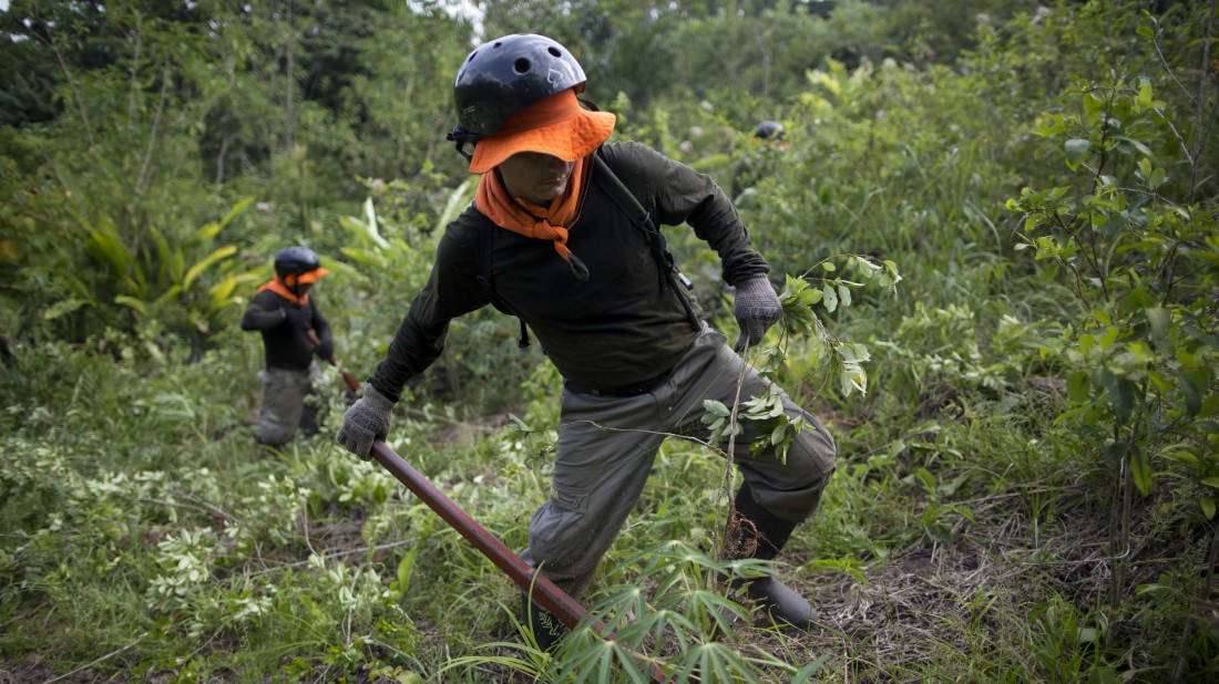 Un trabajador arranca una planta de coca de un campo en la selva peruana. Foto de Rodrigo Abd.