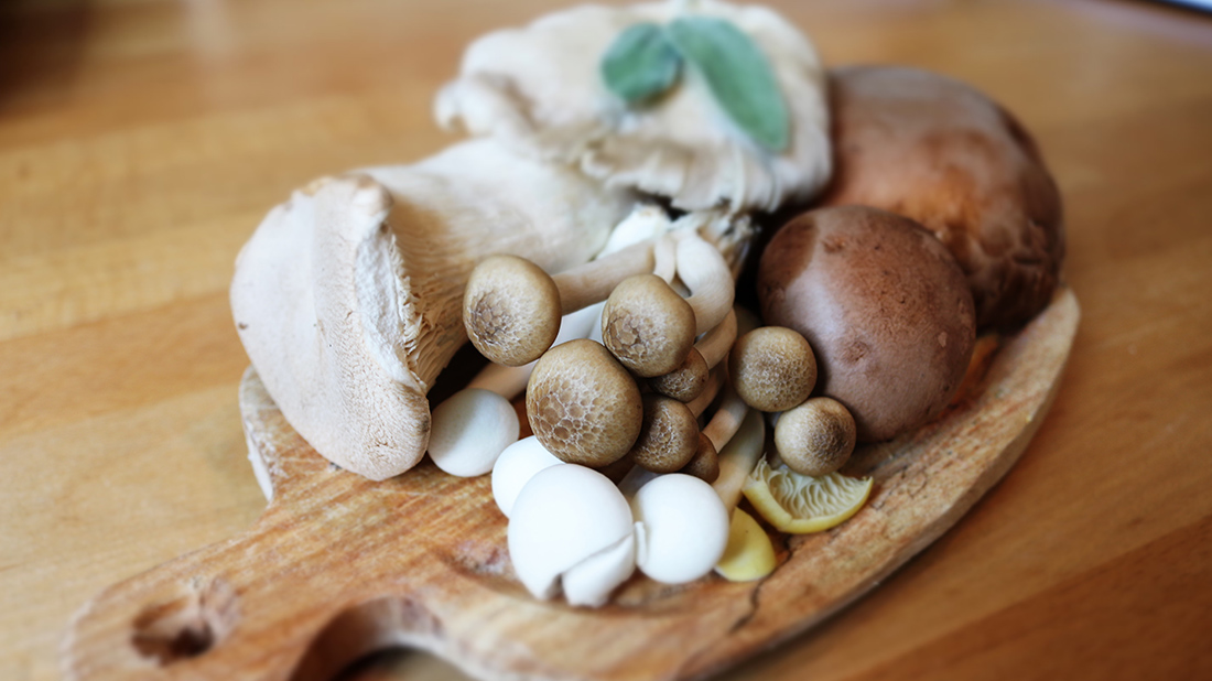fungi