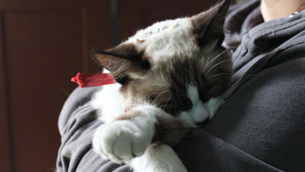 Día mundial del gato gatos