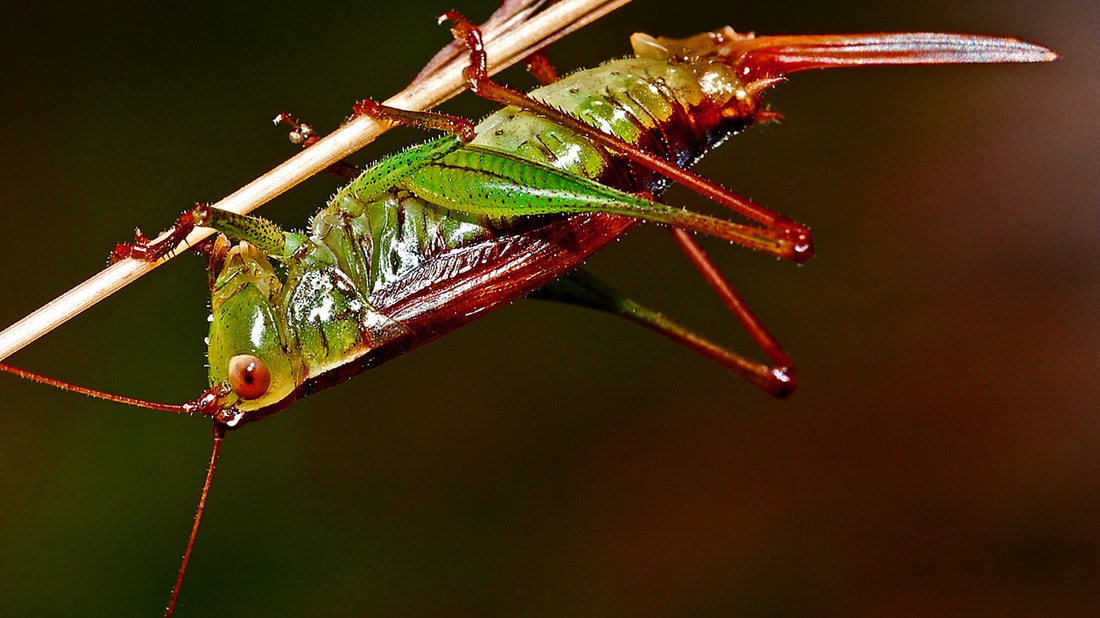 Chef mexicano ofrece cata de insectos 