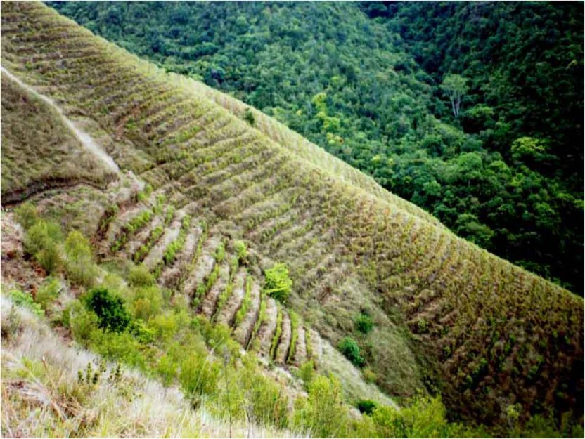 inicio reforestacion