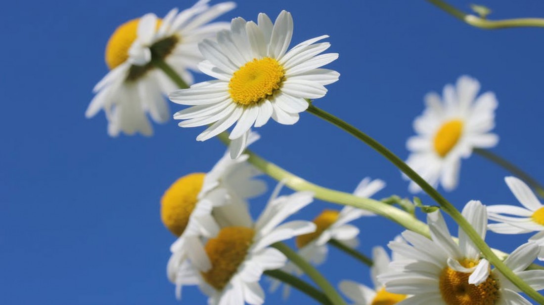 manzanilla,-bienmesabe,-remedios