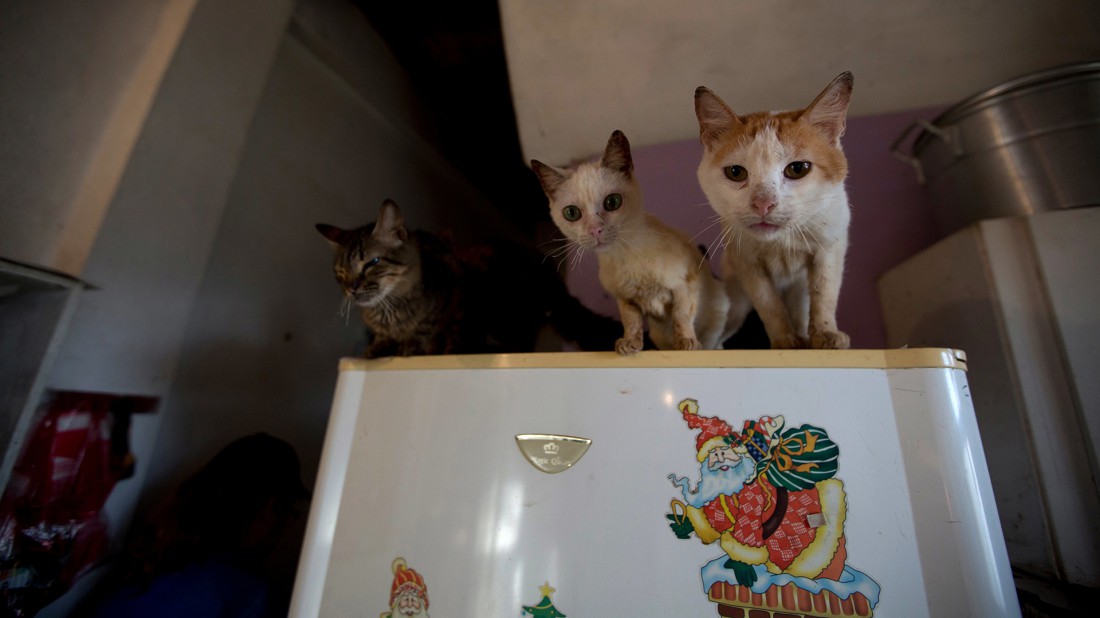 Las mascotas son otras víctimas del hambre en Venezuela