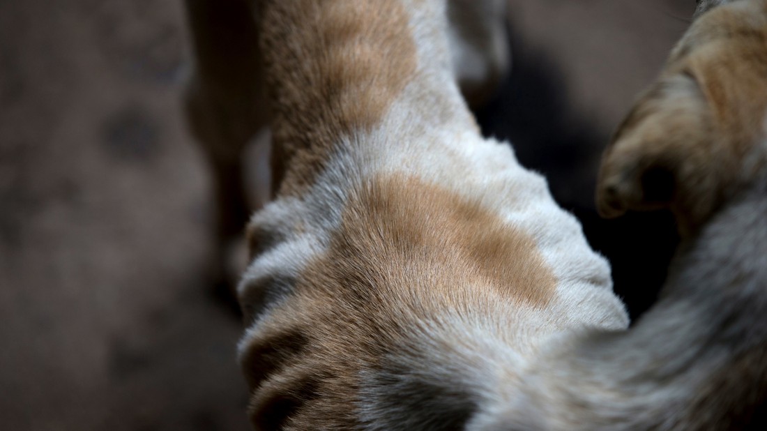 Las mascotas son otras víctimas del hambre en Venezuela