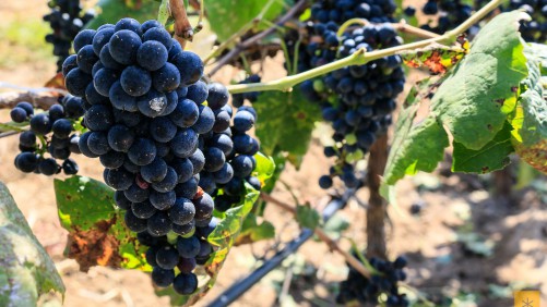 uvas pasas