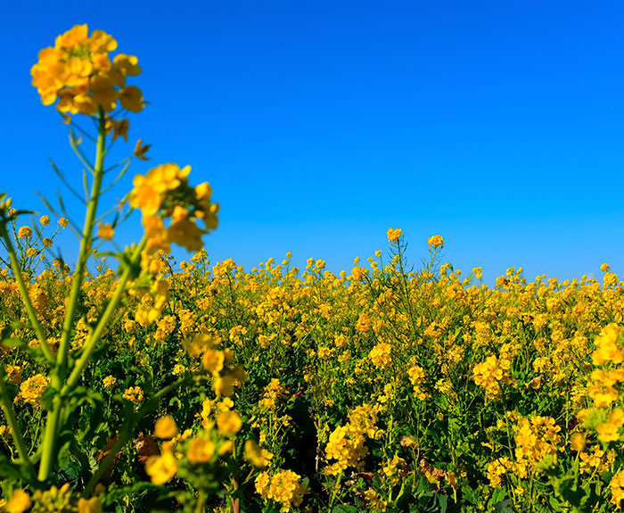 flores canola cargill