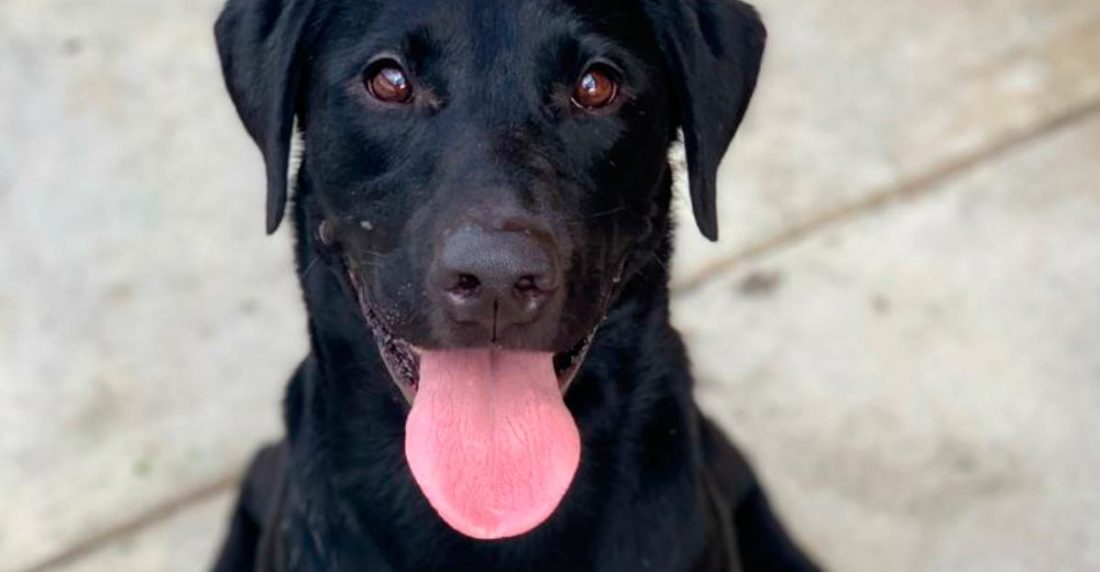 Perro /2020 Amor perruno es lo que inspira este participante para el calendario de Dogourmet 2020