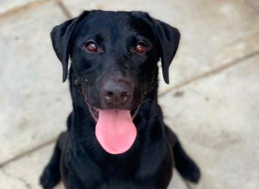 Perro /2020 Amor perruno es lo que inspira este participante para el calendario de Dogourmet 2020