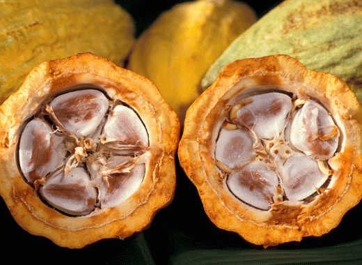 cacao