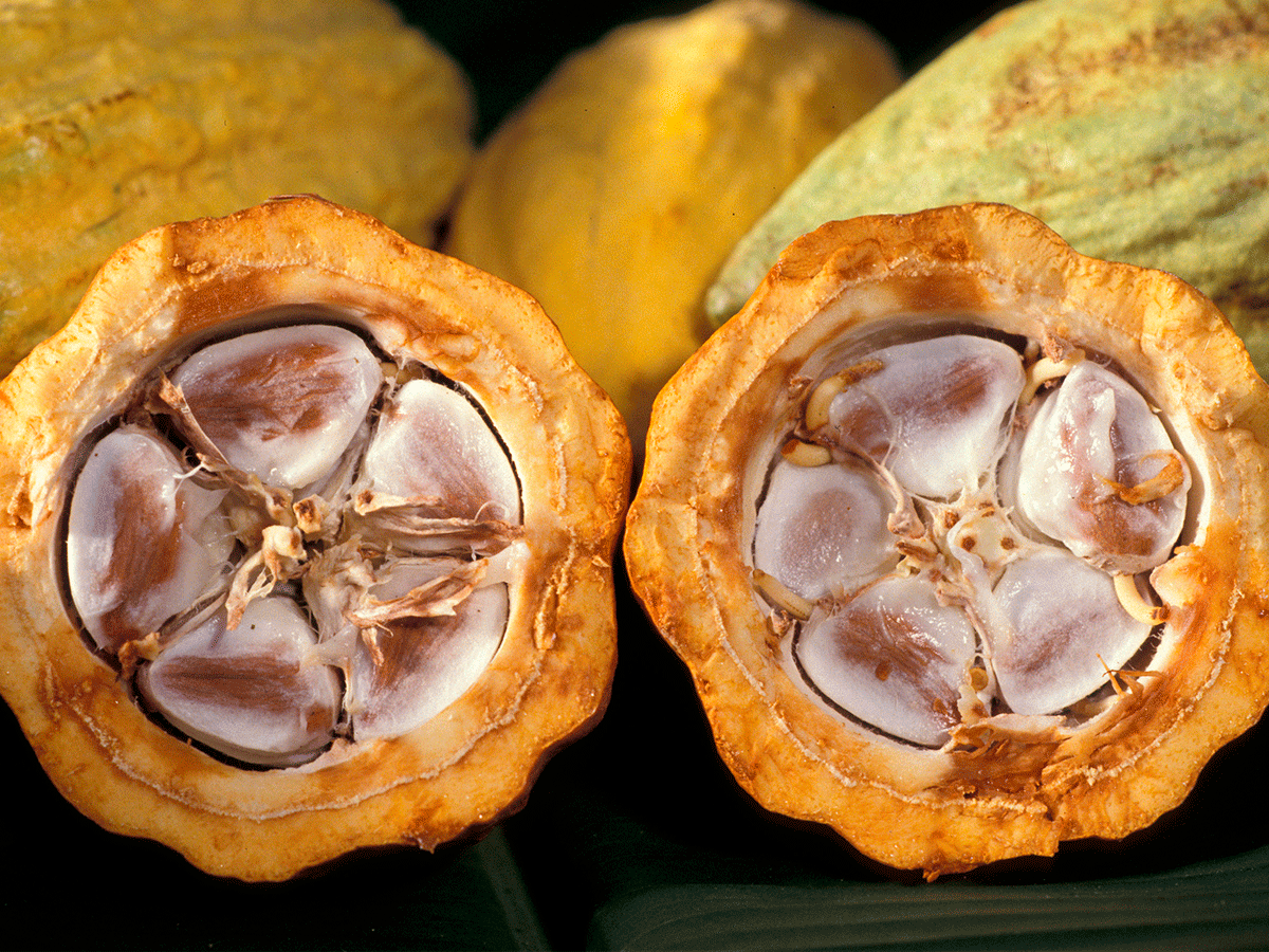 cacao