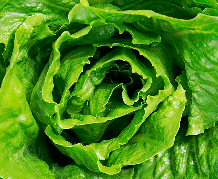 lechuga