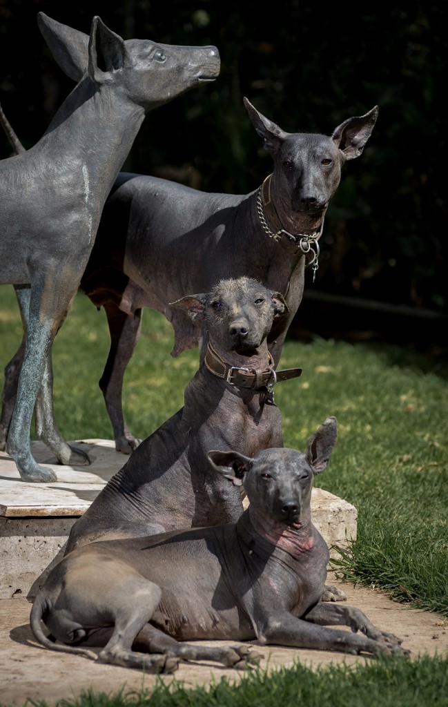 xolo