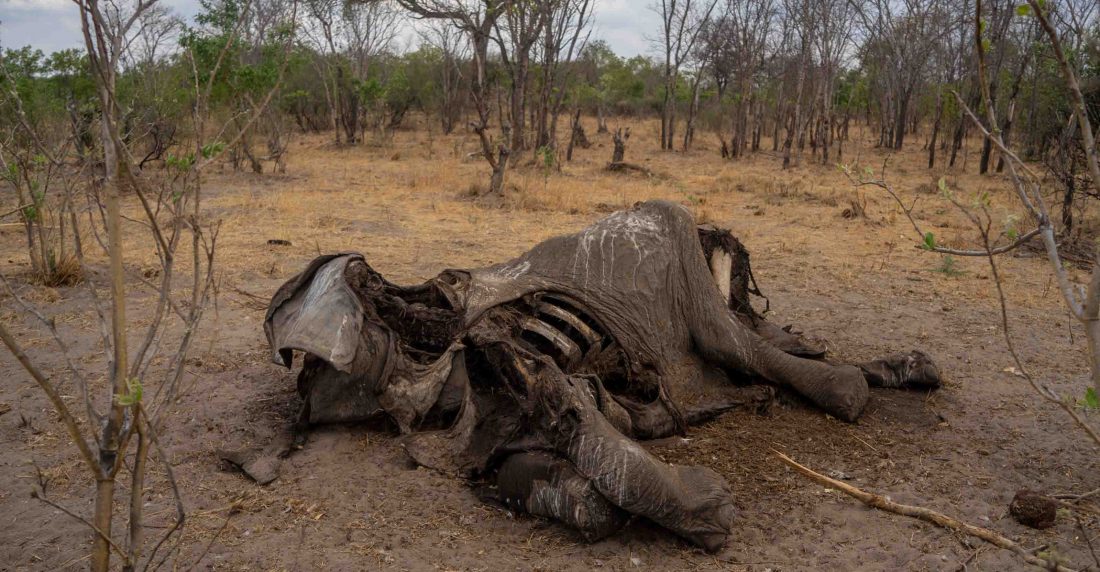 Calentamiento global. Los animales mueren por la sequía en África