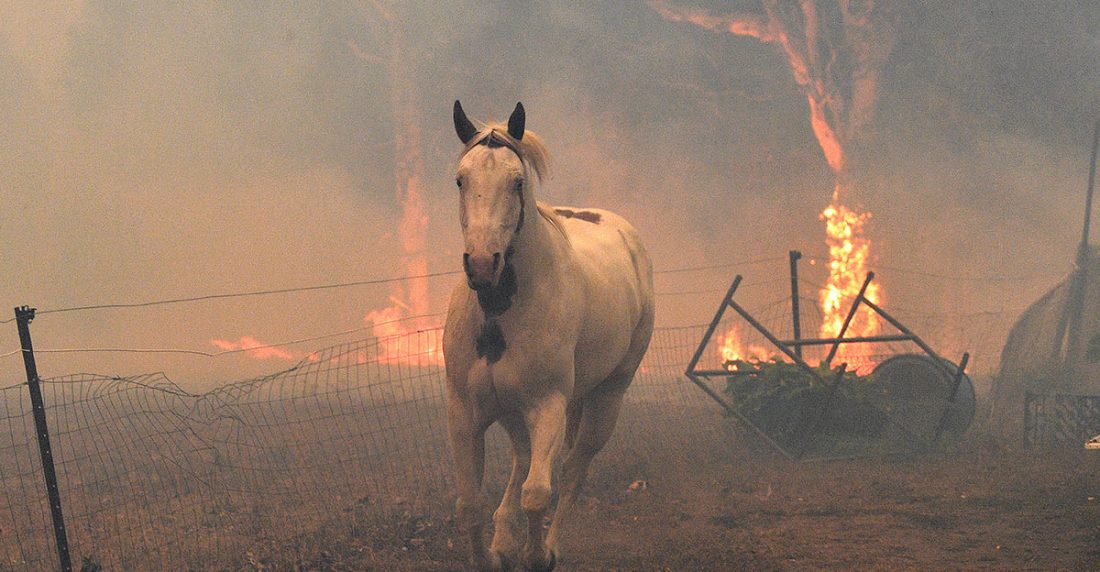 480 millones de animales víctimas de incendios en Australia