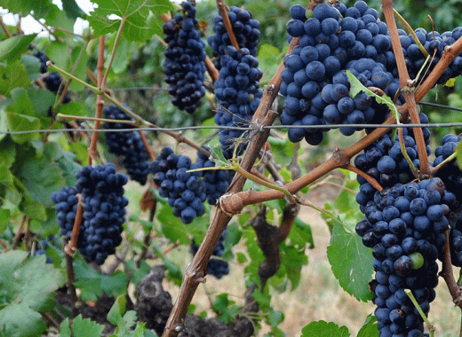 bodegas pomar vendimia