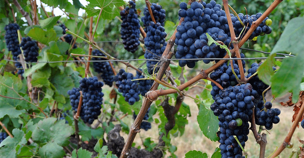 bodegas pomar vendimia