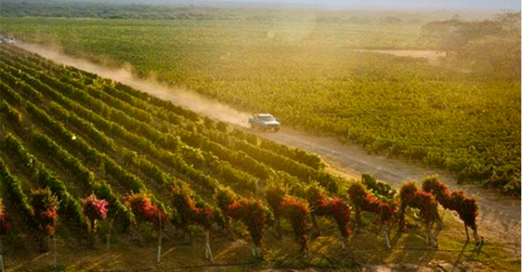 bodegas pomar