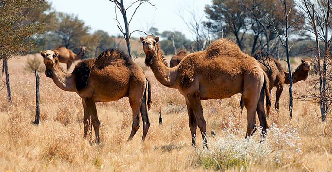 Por qué Australia sacrificará a 10.000 camellos salvajes