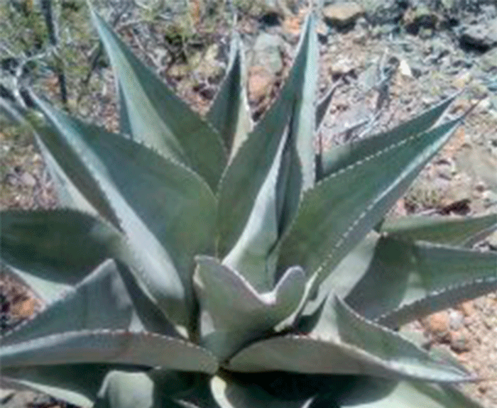 el ancestral cocuy