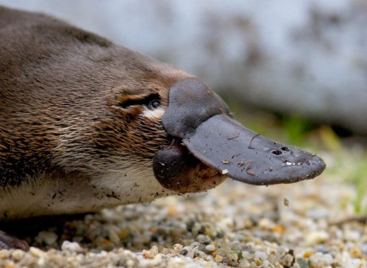 Ornitorrinco. Foto: visitmelbourne