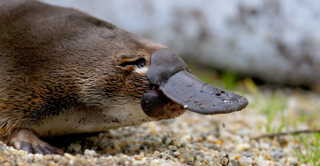 Ornitorrinco. Foto: visitmelbourne