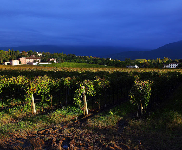 vinos vignarosa