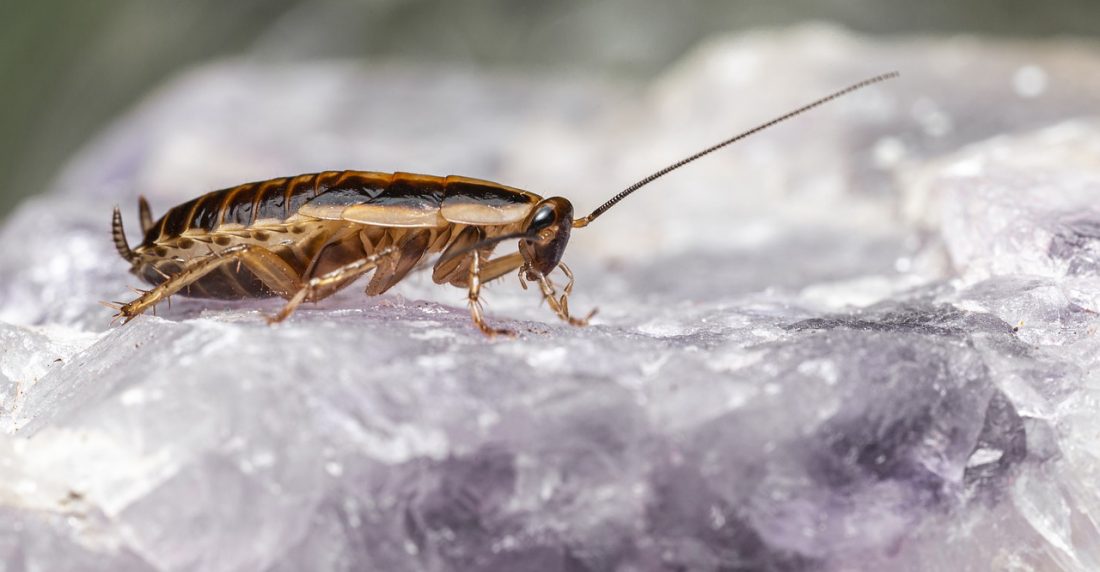 Ahora tu ex puede transformarse en una cucaracha para San Valentín