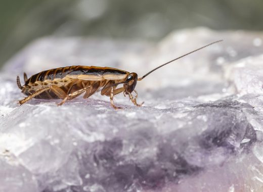 Ahora tu ex puede transformarse en una cucaracha para San Valentín