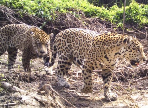 Jaguares sur del Lago