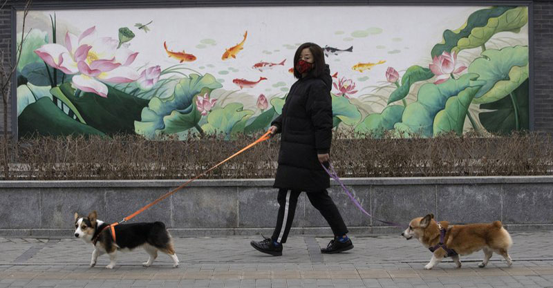 Perros y gatos no pueden transmitir el nuevo coronavirus