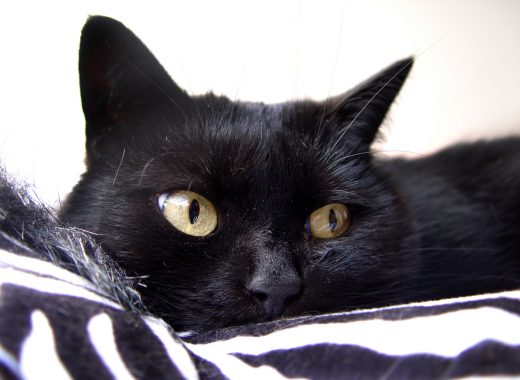 un gato en España