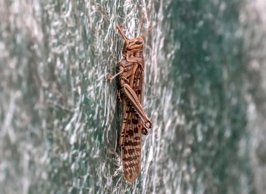 plaga de langostas