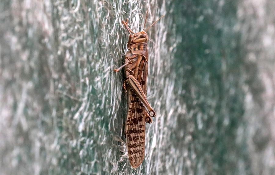 plaga de langostas