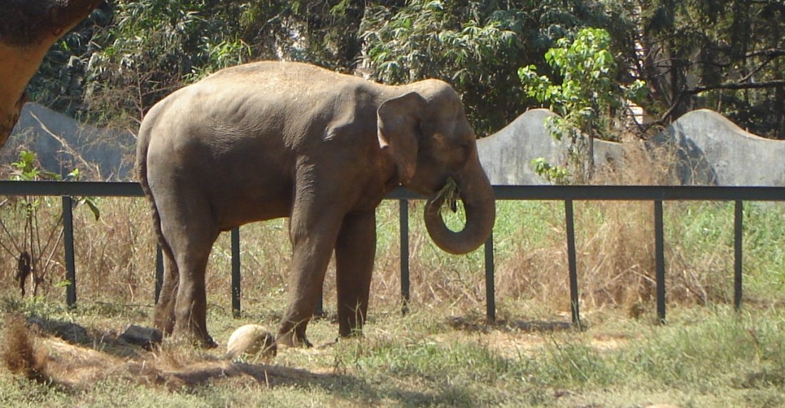 elefante