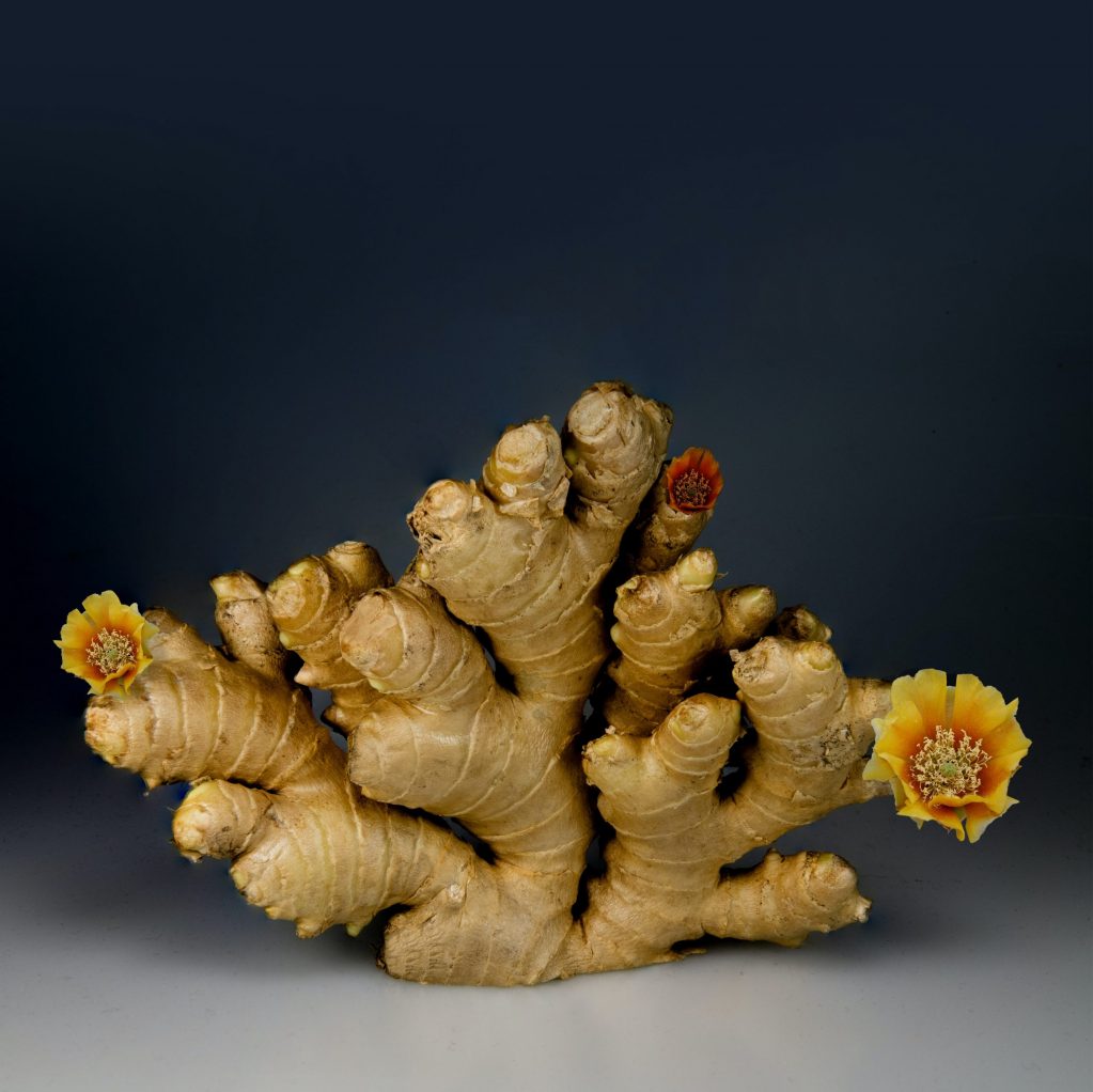 jengibre ginger