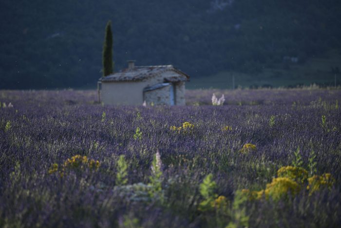 Lavanda