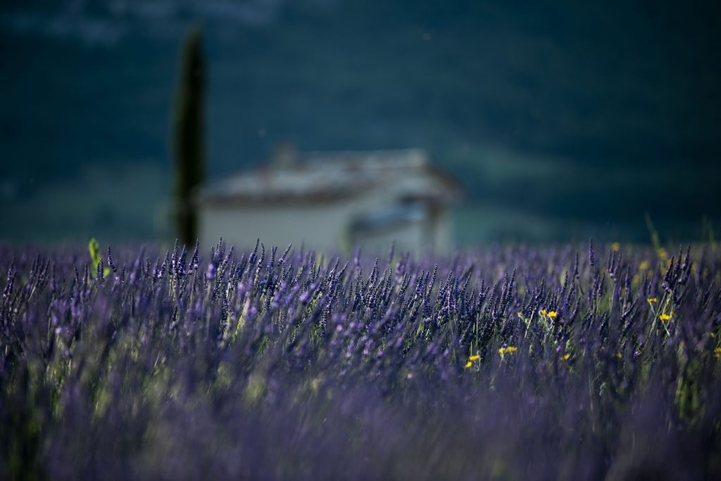 Lavanda