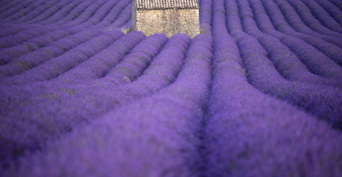 Lavanda