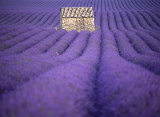 Lavanda