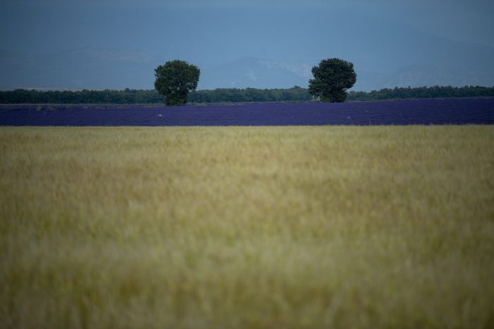 Lavanda