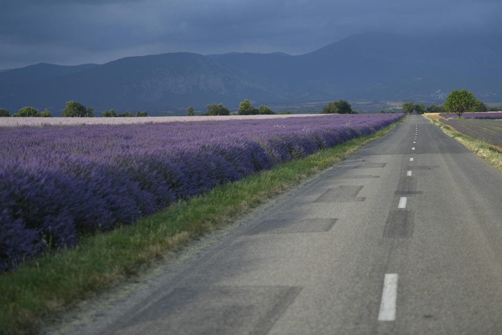 Lavanda